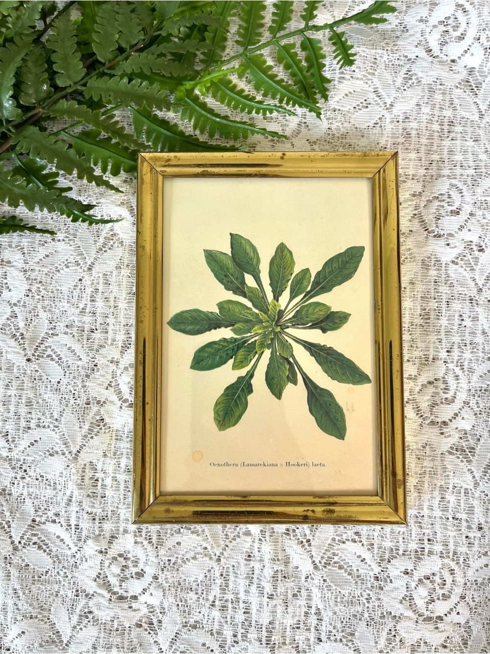Vintage Solid Brass Framed Plant Decor 5x7